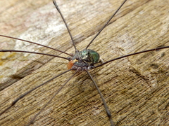 Pseudogagrella taiwana