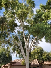 Corymbia aparrerinja