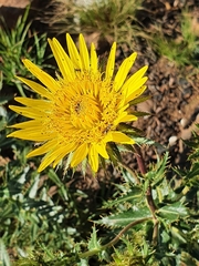 Berkheya seminivea