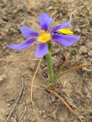 Calydorea xiphioides