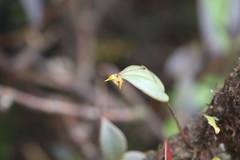 Pleurothallis silverstonei