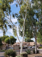 Corymbia aparrerinja