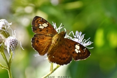 Pseudocoladenia dan fatih