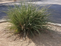 Hesperaloe parviflora