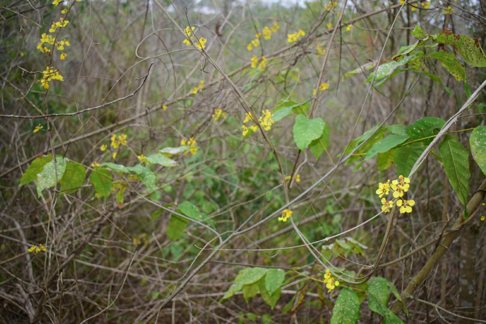 Diplopterys lutea