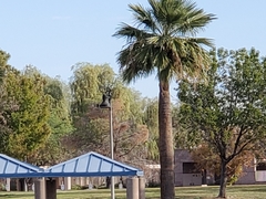 Washingtonia robusta