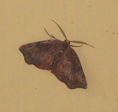 Achrosis rondelaria