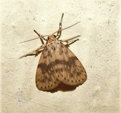 Miltochrista arcuata