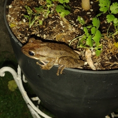 Polypedates leucomystax
