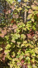 Viburnum dentatum