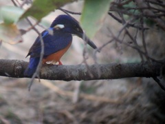 Alcedo quadribrachys