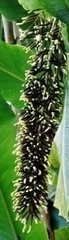 Alpinia boia