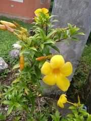 Allamanda schottii