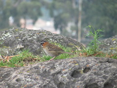 Zonotrichia capensis