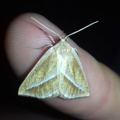 Chariaspilates formosaria