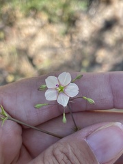 Commicarpus