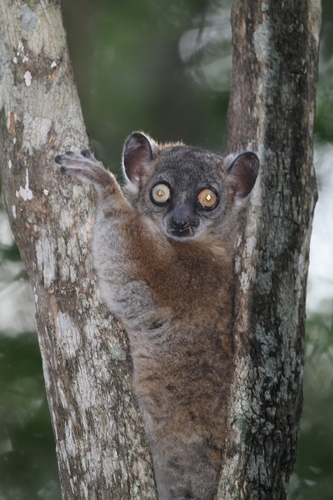 Hubbard's Sportive Lemur