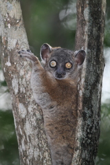 Lepilemur hubbardorum