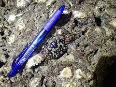 Metopograpsus frontalis