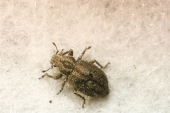 Cycloderes pilosulus