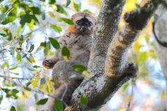 Eulemur rufifrons