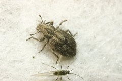 Cycloderes pilosulus