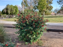 Calliandra californica