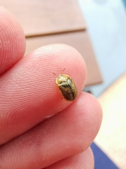 Hypocassida meridionalis