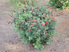 Calliandra californica