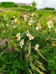 Vicia grandiflora