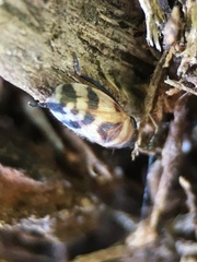 Anoscopus serratulae