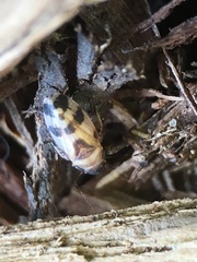 Anoscopus serratulae