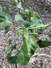 Pisonia subcordata
