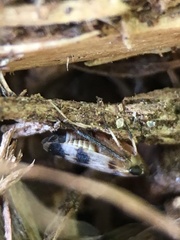 Anoscopus serratulae