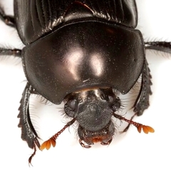 Geotrupes blackburnii