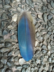 Ara ararauna