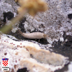 Machilinus rupestris