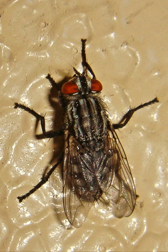 Sarcophaga nuotrauka