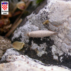 Machilinus rupestris