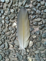 Ara ararauna