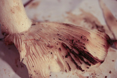 Russula nitida