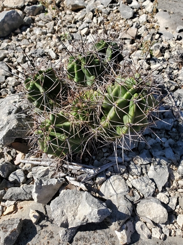 Echinocereus coccineus