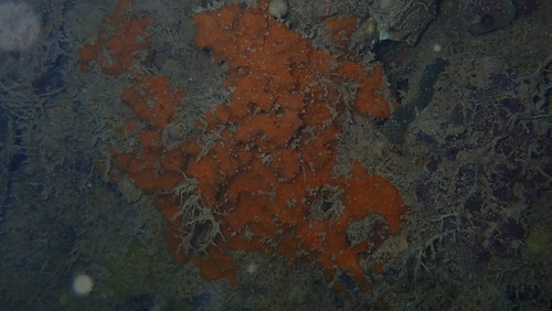 Scopalina ruetzleri