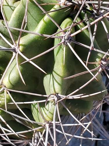 Echinocereus coccineus