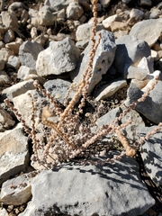 Astrolepis integerrima