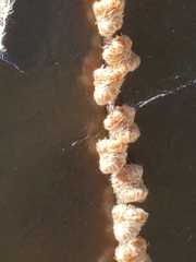 Astrolepis integerrima