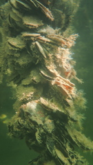 Isognomon