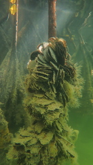 Isognomon