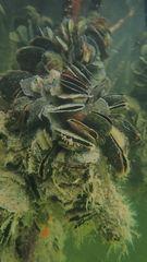 Isognomon