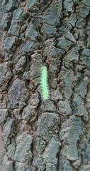 Saturnia pyretorum
